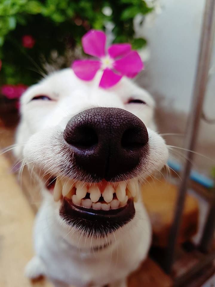 Dog 1