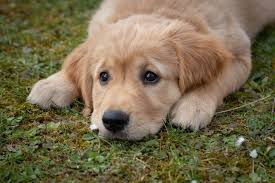 Dog 2
