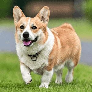 Dog 4